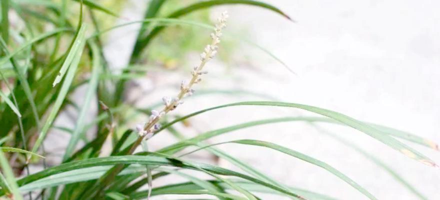 沿阶草到底是木本植物吗？（探究沿阶草的植物学身份）