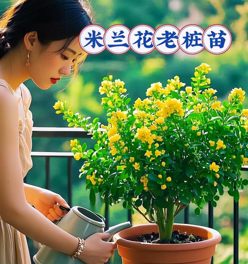四季施水，生长有度——米兰浇水技巧（春夏秋冬应该如何施水？掌握这些技巧，让你的花园更美丽！）