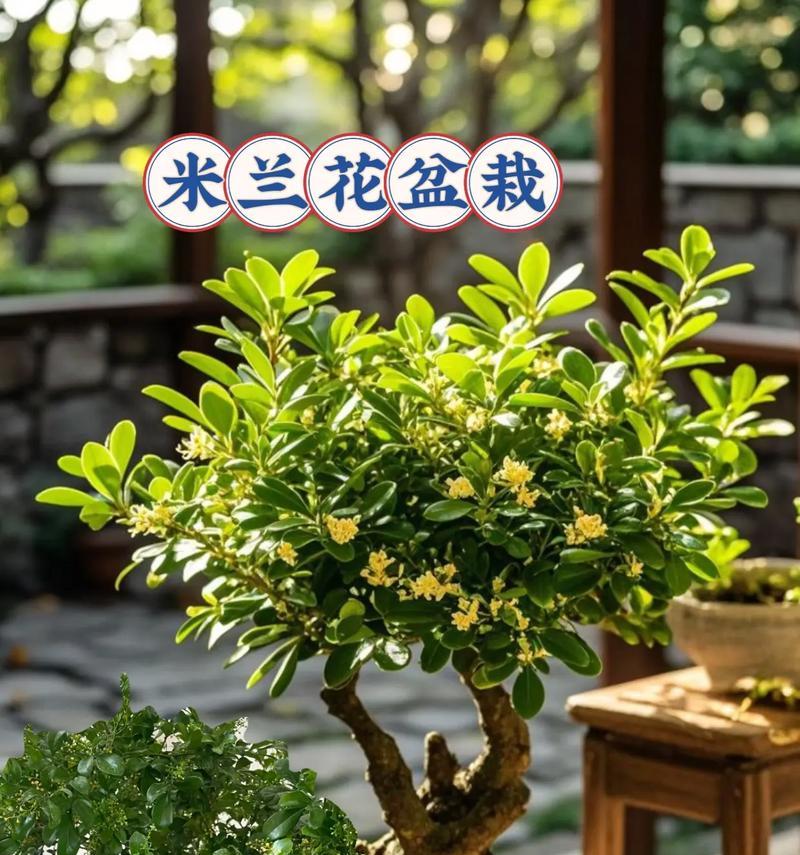 四季施水，生长有度——米兰浇水技巧（春夏秋冬应该如何施水？掌握这些技巧，让你的花园更美丽！）
