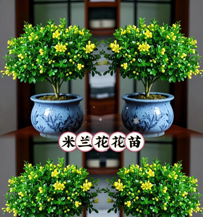 四季施水，生长有度——米兰浇水技巧（春夏秋冬应该如何施水？掌握这些技巧，让你的花园更美丽！）