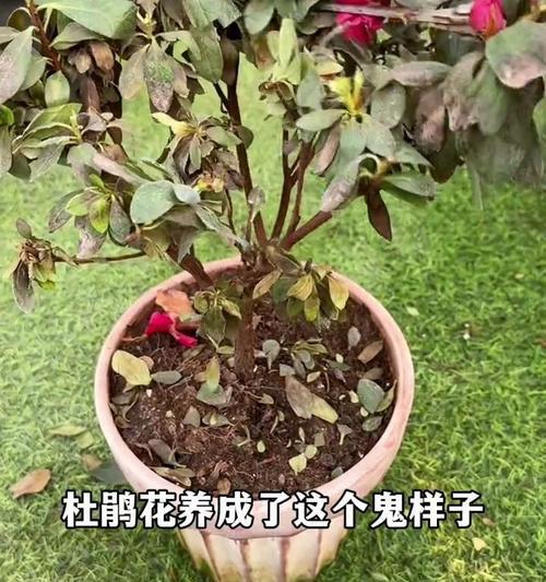杜鹃花水浇多了应该怎么办（杜鹃花养护误区及正确处理方法）