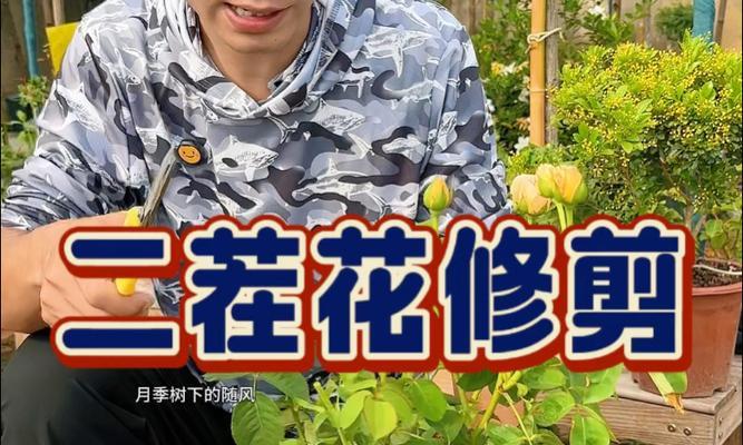 盆栽月季花修剪方法（打造精致小花园，）