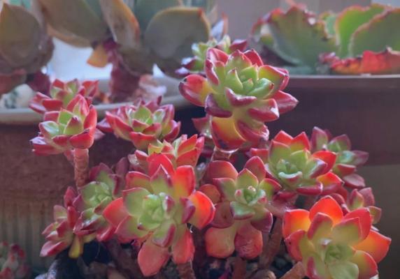 多肉植物蒂亚的养殖方法（打造精致的多肉小天地）