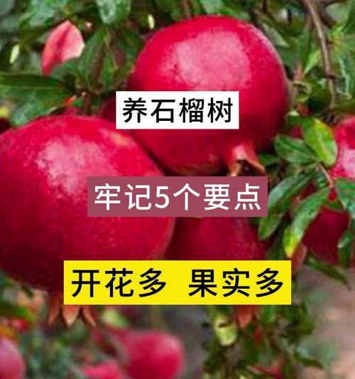 小石榴树的养殖方法（小石榴树养殖技巧与注意事项）