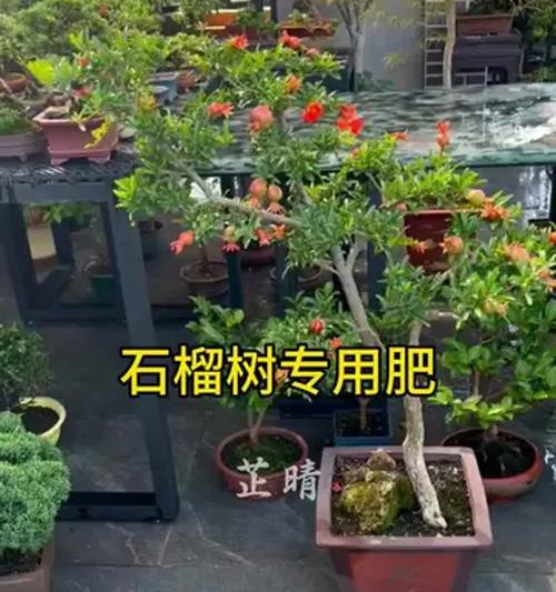 小石榴树的养殖方法（小石榴树养殖技巧与注意事项）