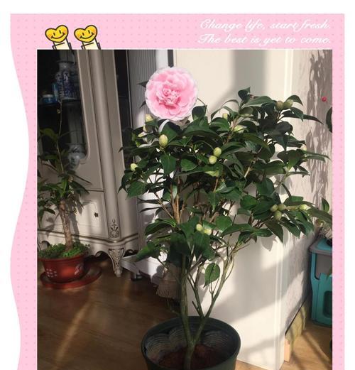 在家中种植茶花的方法（打造私人花园，享受自然美好）