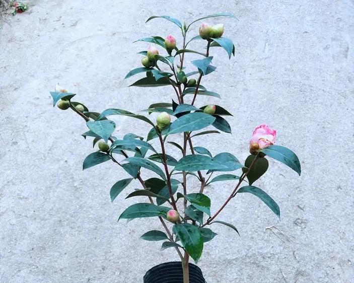 在家中种植茶花的方法（打造私人花园，享受自然美好）