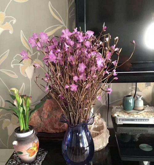 杜鹃花的水养之道（从种植到养护，让杜鹃花健康成长）