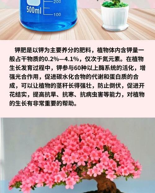 杜鹃花的水养之道（从种植到养护，让杜鹃花健康成长）