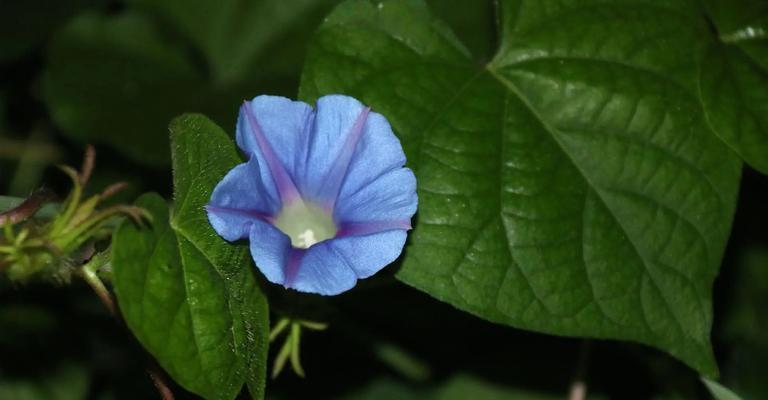 牵牛花的分类和特征（揭秘牵牛花的被子植物身份）