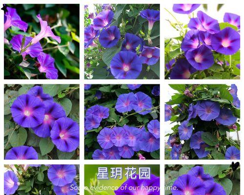 牵牛花的分类和特征（揭秘牵牛花的被子植物身份）