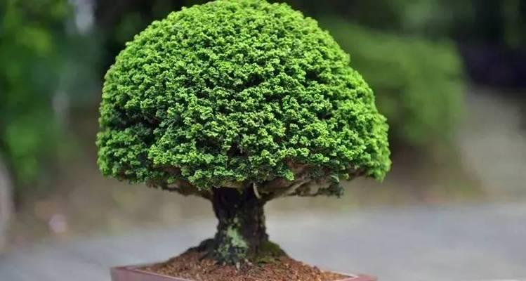 如何快速养殖石化桧（关注这些技巧，让石化桧成长更健康）