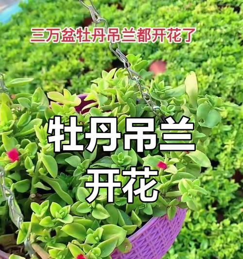 揭秘牡丹吊兰的生长习性（喜阴还是喜阳？破解牡丹吊兰的生长之谜）