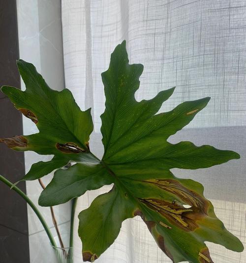 春羽植物是否有毒性？（室内养殖的注意事项及解读）