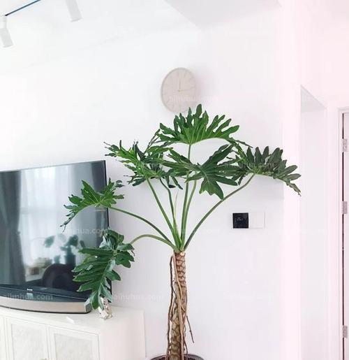 春羽植物是否有毒性？（室内养殖的注意事项及解读）