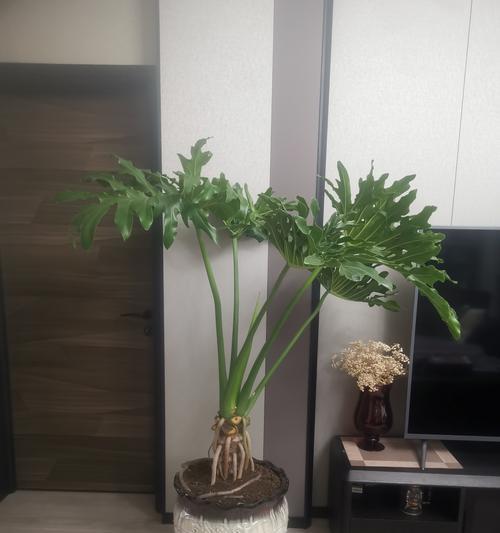 春羽植物是否有毒性？（室内养殖的注意事项及解读）