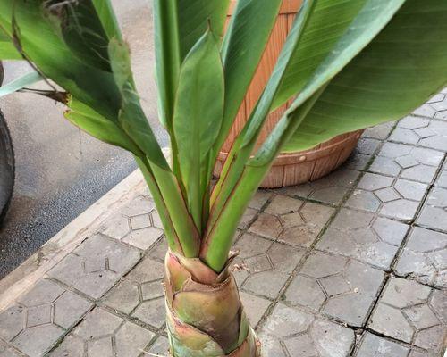地涌金莲的种植与养护（从种子到开花的全程指南，轻松掌握）