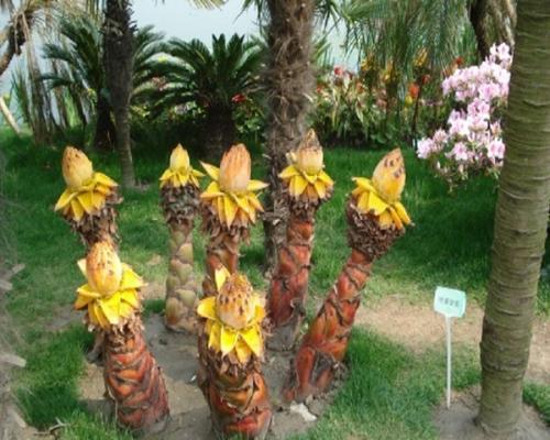 地涌金莲的种植与养护（从种子到开花的全程指南，轻松掌握）