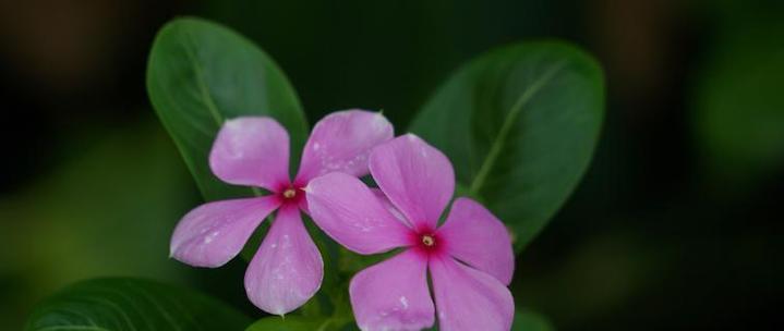 代表虚伪的花——君子兰
