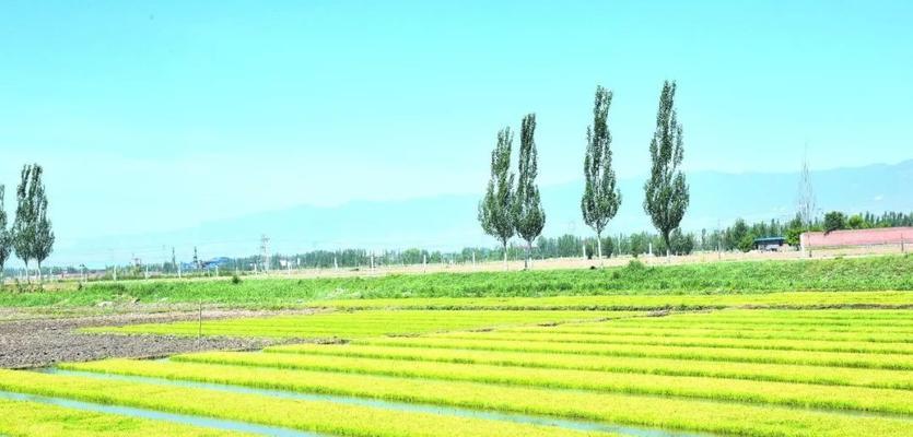 大黄米的种植技巧（探究大黄米的生长环境及栽培方法）