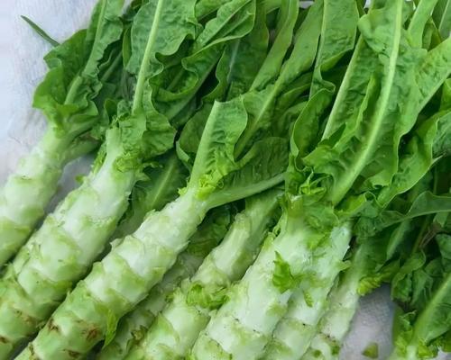 寻找和卷心菜相似的蔬菜（探索颜色、形状和口感的不同之处）