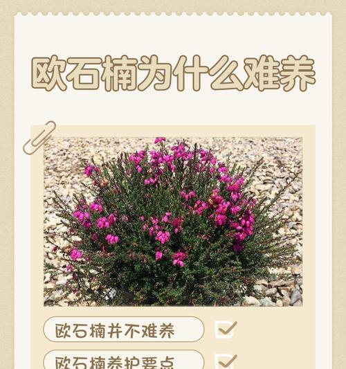挪威的国花——紫罗兰花（探寻紫罗兰花在挪威的历史和文化背景）