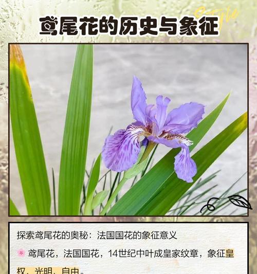 挪威的国花——紫罗兰花（探寻紫罗兰花在挪威的历史和文化背景）