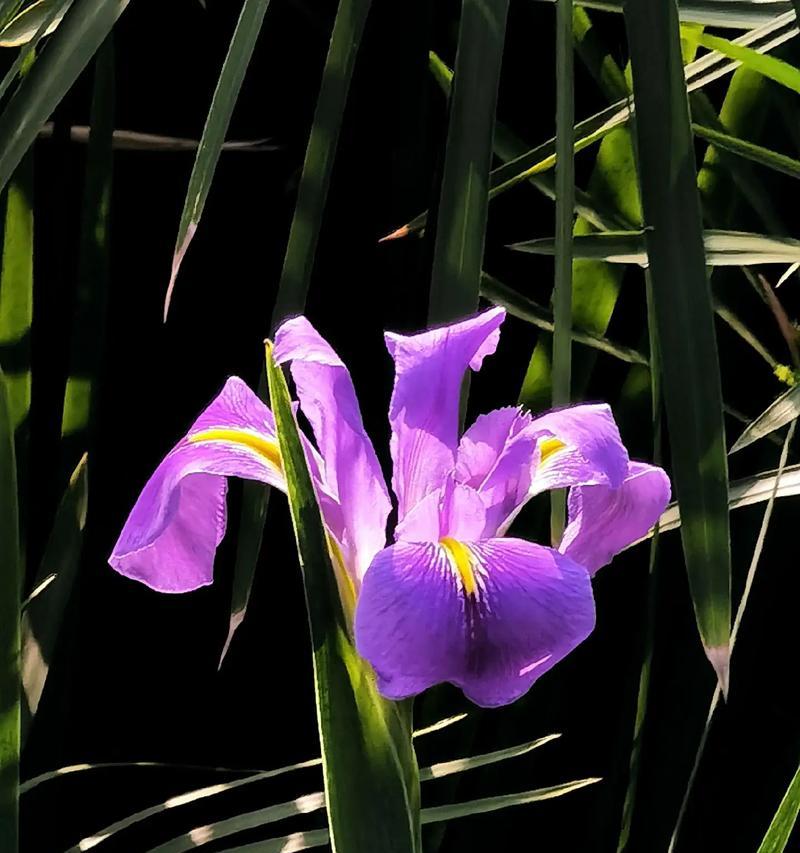 挪威的国花——紫罗兰花（探寻紫罗兰花在挪威的历史和文化背景）