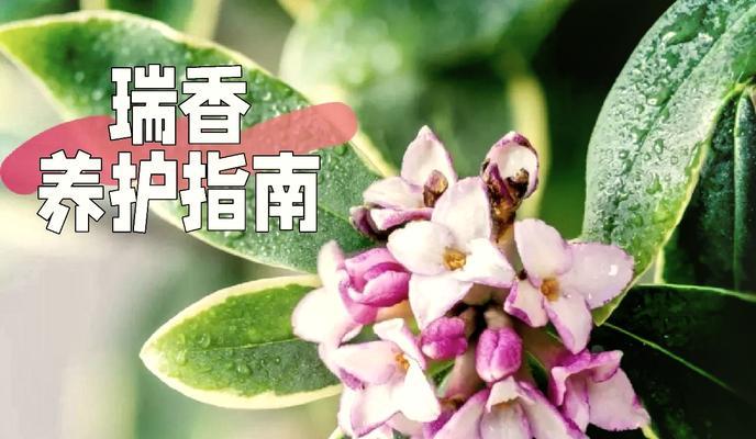 瑞香花的花期与开花频率（探究瑞香花的开花规律及其魅力）
