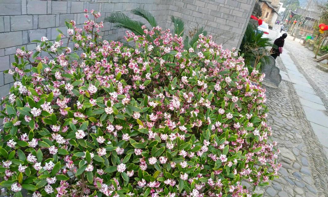 瑞香花的花期与开花频率（探究瑞香花的开花规律及其魅力）