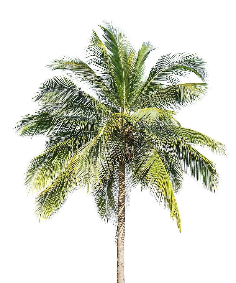 椰子的经济价值（从种植、加工到销售，探究椰子的多重价值）