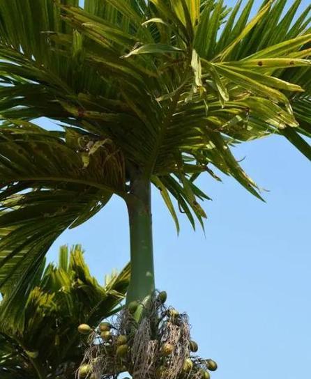 椰子的经济价值（从种植、加工到销售，探究椰子的多重价值）