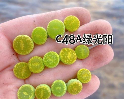 屁屁花刚种，如何浇水？（屁屁花浇水小技巧，让你不再误杀植物！）