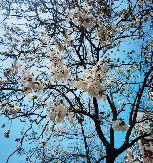 泡桐树开花时间及生长特点（春季花开梦幻境，泡桐树的生长变化揭秘）