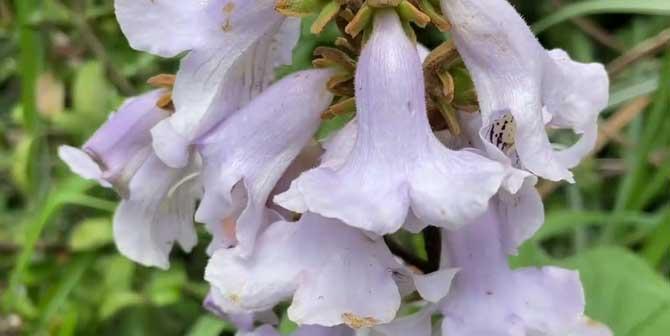 泡桐树开花时间及生长特点（春季花开梦幻境，泡桐树的生长变化揭秘）