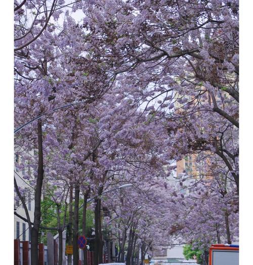 泡桐树开花时间及生长特点（春季花开梦幻境，泡桐树的生长变化揭秘）