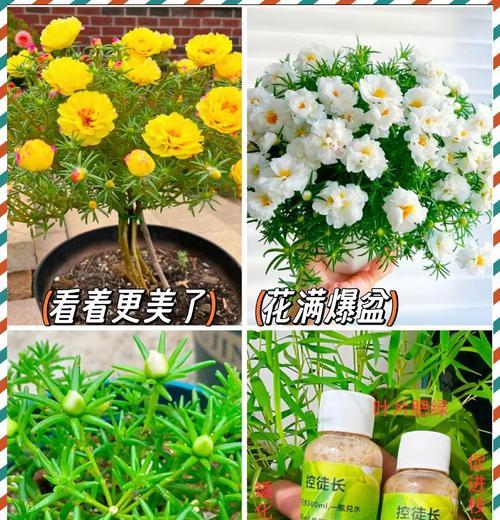 向日葵的肥料选择及管理技巧（如何选择适合向日葵的肥料和科学施肥）
