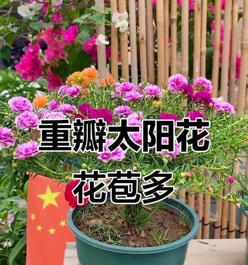 向日葵的肥料选择及管理技巧（如何选择适合向日葵的肥料和科学施肥）
