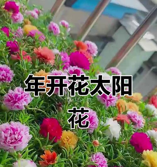 太阳花全年开花情况详解（一年多少次、时间、环境要求等问题解答）
