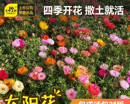 太阳花全年开花情况详解（一年多少次、时间、环境要求等问题解答）
