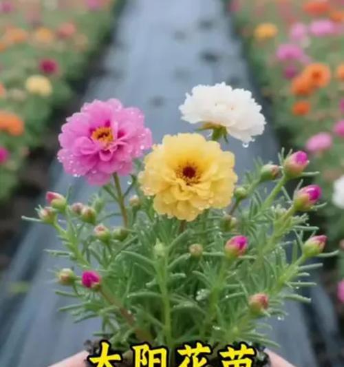 太阳花全年开花情况详解（一年多少次、时间、环境要求等问题解答）