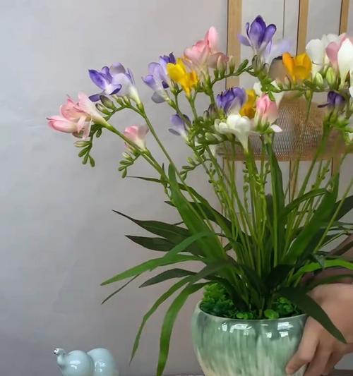 小苍兰开花特性详解（花期、开花次数及时间表一览）