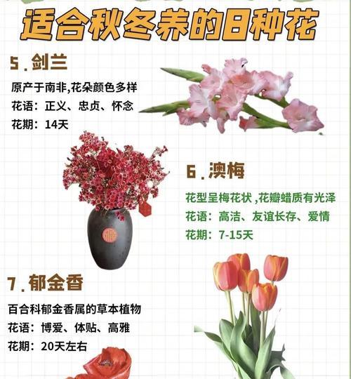 小苍兰开花特性详解（花期、开花次数及时间表一览）