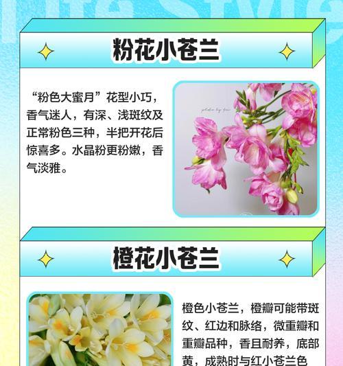 小苍兰开花特性详解（花期、开花次数及时间表一览）