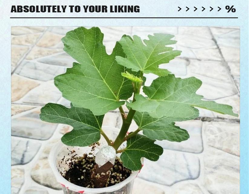 无花果的繁殖方法（如何种植无花果树，让你轻松拥有丰收果实）