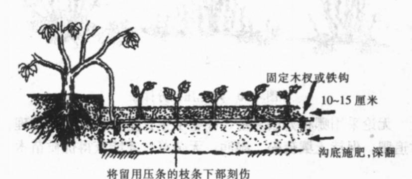 无花果的繁殖方法（如何种植无花果树，让你轻松拥有丰收果实）