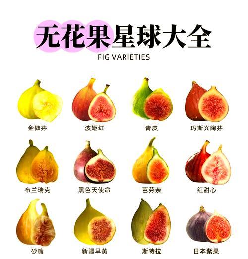 无花果的繁殖方法（如何种植无花果树，让你轻松拥有丰收果实）