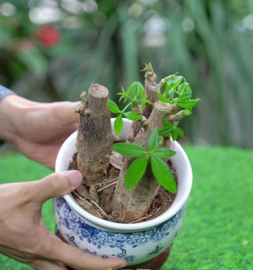 阳台发财树的摆放位置和注意事项（发财树的养护，让你在阳台上享受绿色生活）