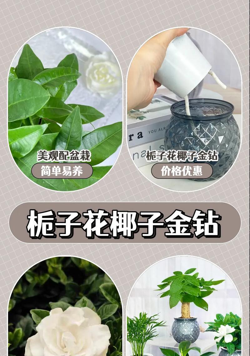阳台发财树的摆放位置和注意事项（发财树的养护，让你在阳台上享受绿色生活）
