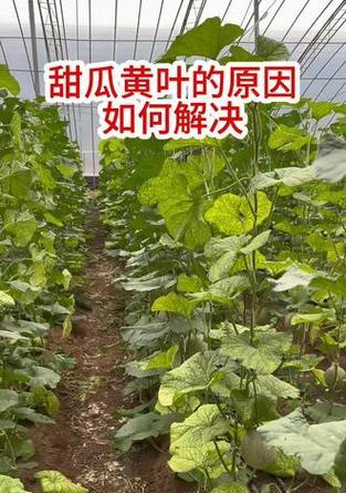 甜瓜黄叶病的防治方法（掌握黄叶病的原因，有效遏制甜瓜大面积感染）